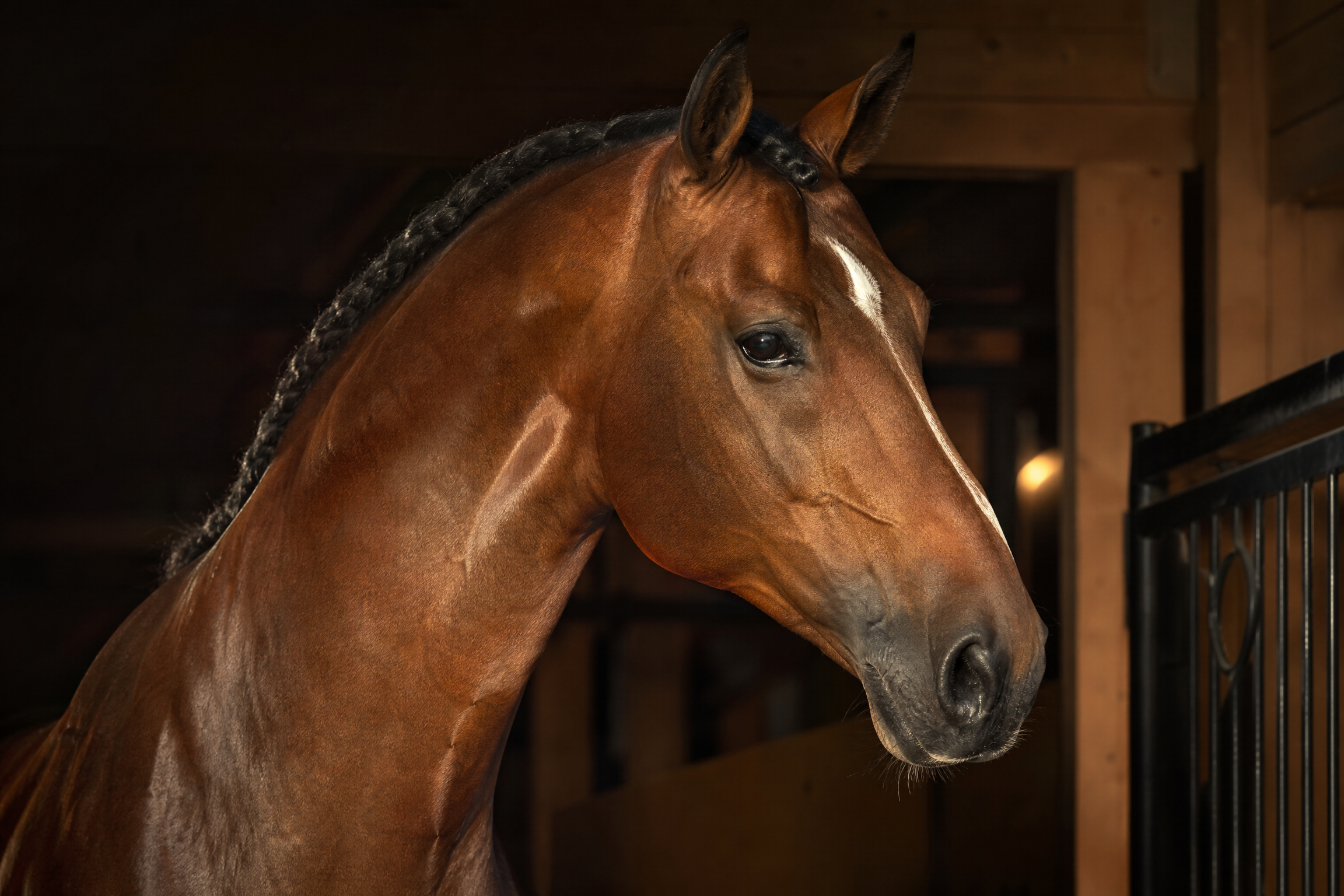 Premium carriage driving horse